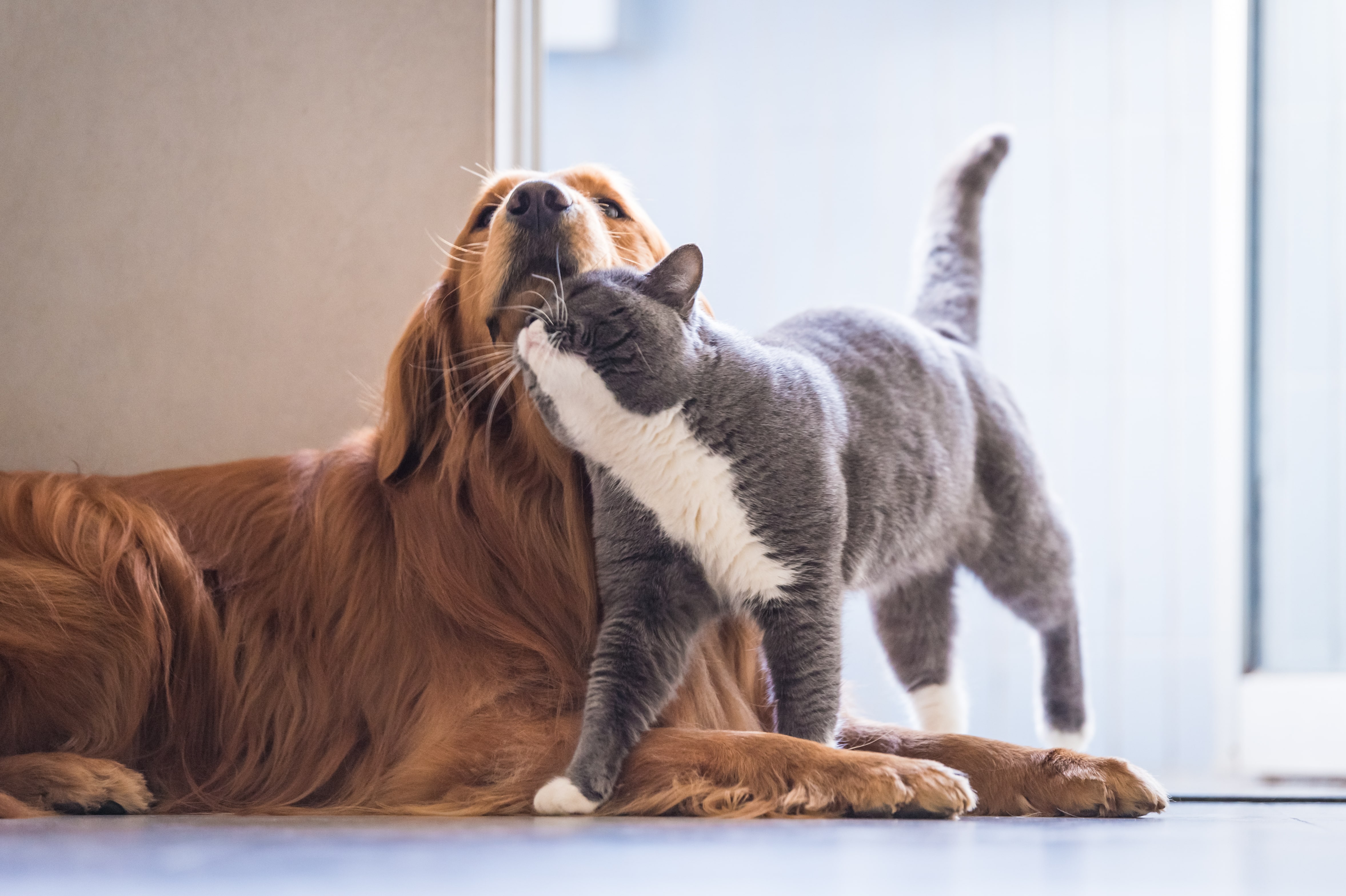 Hund jagt Katze so kannst du es ihm abgewöhnen!